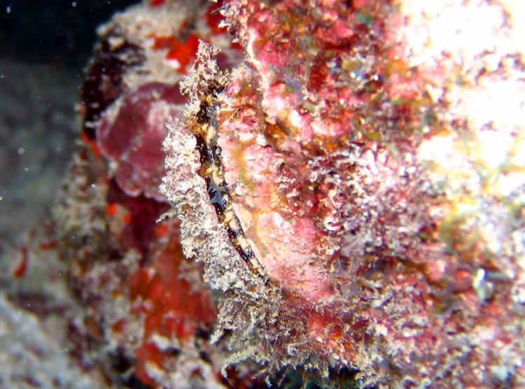 Spondylus americanus